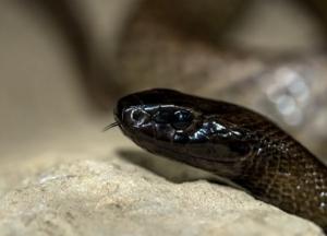 В школу на Прикарпатье заползли гадюки