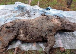 В Сибири нашли "замороженные" останки носорога, жившего 34 тыс. лет назад (фото)