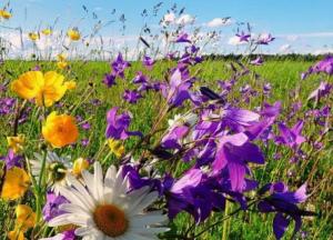 Прогноз погоды на 13 августа: Украину накроет жара