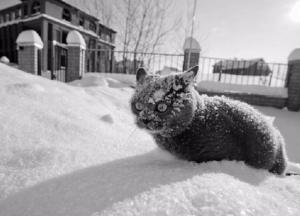 Появилась забавная фотожаба с Кличко на снегопады в Киеве