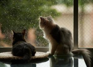 Прогноз погоды на 1 апреля: в Украине будет до +19 градусов, но Запад накроют дожди