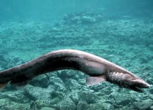 Учены обнаружили скелет акулы возрастом 360 млн лет