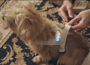 В Японии создали умную одежду для собак, которая определяет их настроение (видео)