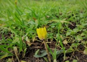 Аномальная зима в Запорожье: цветут кустарники и цветы