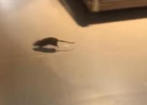 Во Львове в супермаркете заметили крысу (видео) 