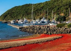 Новозеландские пляжи покраснели от миллионов омаров (фото)