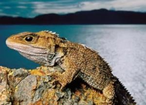 Ученые нашли ближайшего родственника динозавров