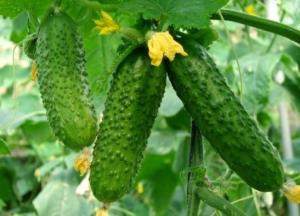 Медики объяснили, кому категорически нельзя есть огурцы