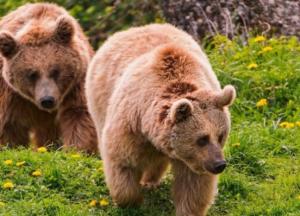 Ученые сделали открытие о беременности млекопитающих