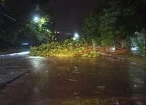 Из-за непогоды во Львове погибли два человека