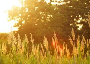 Прогноз погоды на 8 июля: в Украине будет жарко и солнечно