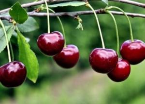 Медики рассказали, какую ягоду нельзя употреблять на голодный желудок