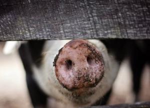 Ученые обнаружили пользу самых отвратительных запахов