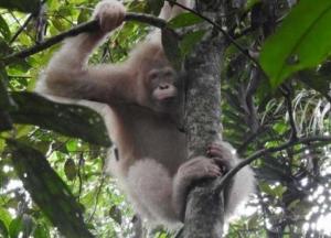 Обнаружен единственный в мире орангутан-альбинос
