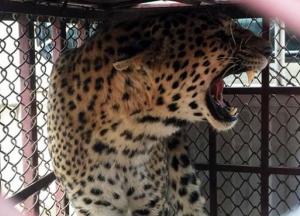 Леопарды терроризируют деревню в Непале (фото)