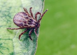 Медики рассказали, как легко избавиться от клещей