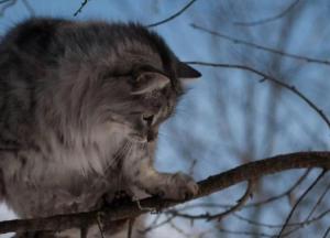 Прогноз погоды на 21 февраля: осадки возможны на Западе и Востоке