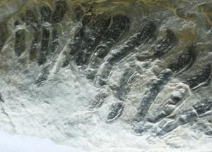 В Китае обнаружили одно из самых древних существ на Земле