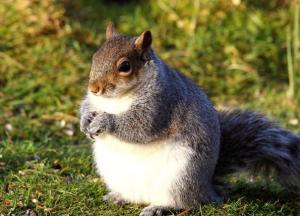 Тепло и без осадков: украинцев порадовали прогнозом на выходные