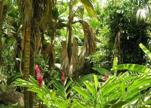 На острове Хайнань нашли 11 неизвестных науке тропических растений