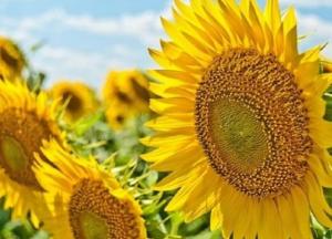 Прогноз погоды на 6 августа: в Украине будет солнечно и жарко