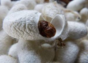 Археологи обнаружили уникальную находку возрастом более 6000 лет 