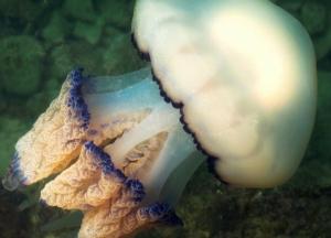 Почему медуз в Азовском море стало так много: гидробиологи дали ответ