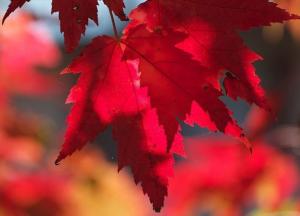 Прогноз погоды на 16 октября: запад затянет дождями, а на востоке еще будет царить бабье лето