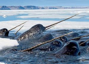 Ученые выяснили, для чего «арктическому единорогу» нужен рог 