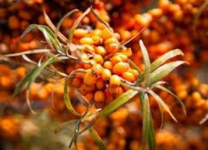 Обнаружены новые полезные свойства облепихи