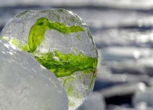 На побережье Европы найдены водоросли времен ледникового периода