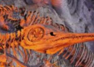 В Африке найдена рыба возрастом 400 миллионов лет