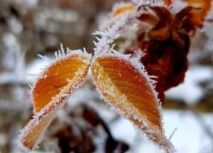 Прогноз погоды на 20 ноября: снег с дождем и гололед