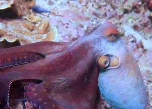 Ученые создали искусственную версию камуфляжа кальмаров