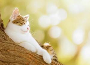 Прогноз погоды на 28 марта: в Украине тепло и сухо