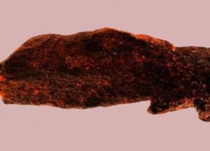 В Танзании обнаружили удивительную находку