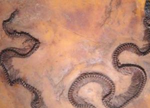 Ученые обнаружили змею с инфракрасным зрением 