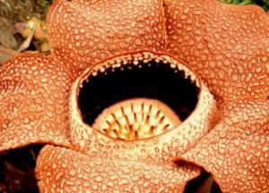 В джунглях Индонезии обнаружили самый большой цветок в мире (фото)