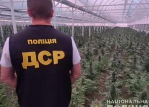 В Кривом Роге обнаружили плантации конопли на 130 млн гривен (фото, видео)