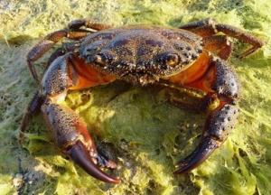 Подводные кабели "гипнотизируют" крабов - ученые