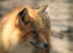 Израиль стал первой страной мира, запретившей торговлю мехом