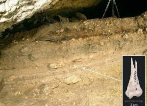Археологи нашли останки кошки, жившей 6 тысяч лет назад