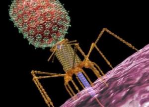 Ученые нашли в теле человека новый вирус