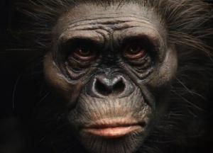 Ученые воссоздали реалистичный облик предков человека, живших 2,5 млн назад (фото)