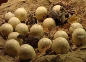 Археологи обнаружили доисторическую кладку яиц динозавра