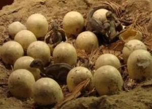 Археологи обнаружили доисторическую кладку яиц динозавра