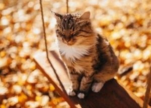 Метеорологи рассказали, какой будет осень