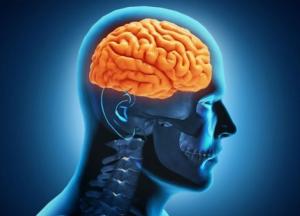 Названа главная причина старения мозга 