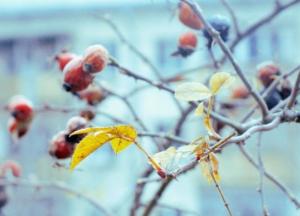 Синоптики дали прогноз погоды в Украине на завтра