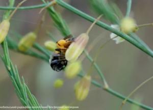 В Чернобыле обнаружили редкое насекомое (фото)